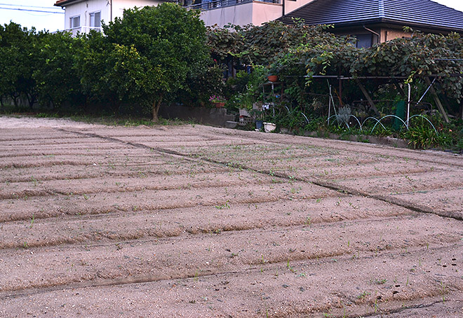 農園にまた雑草