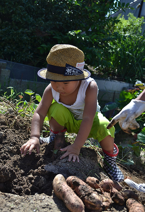子供達のさつまいも掘り体験01