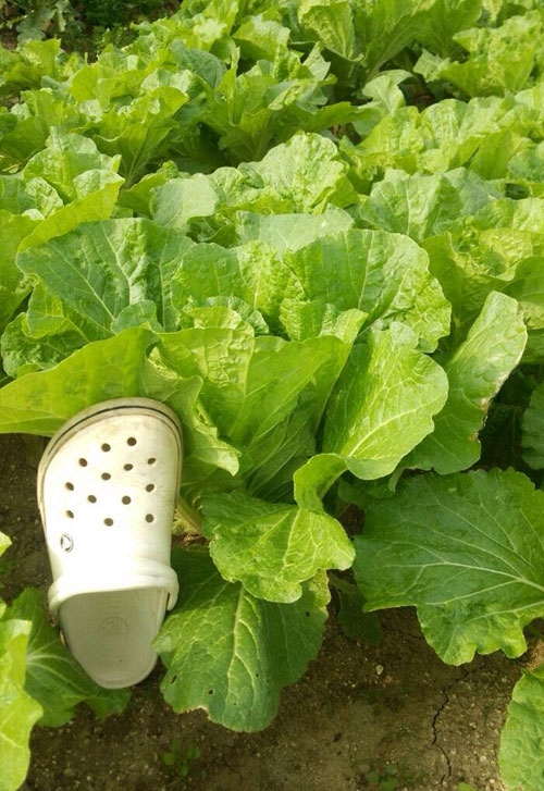 白菜