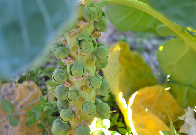 ぐいぐい農園産 芽キャベツ