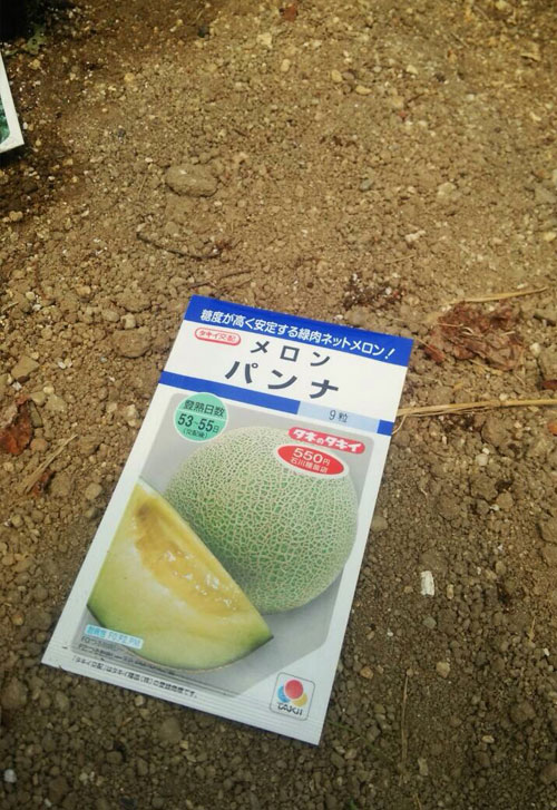 メロンの種