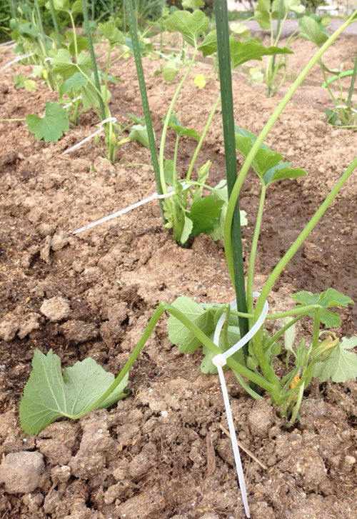 ズッキーニの茎が折れる