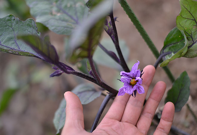 なすの花