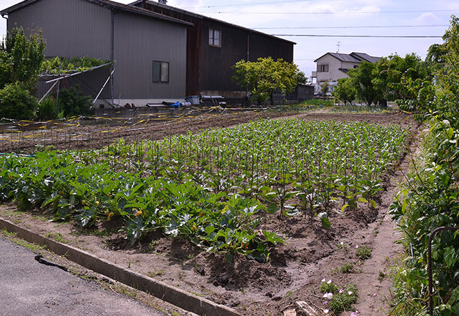 5月のぐいぐい農園