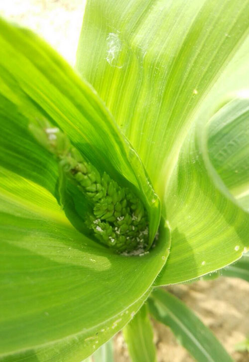 とうもろこしの害虫対策