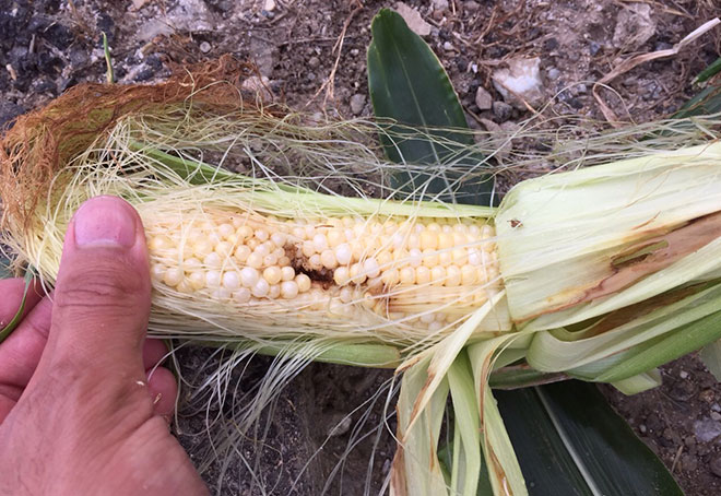 害虫に食べられる。