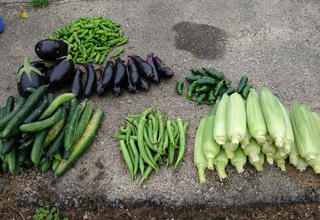 野菜を収穫