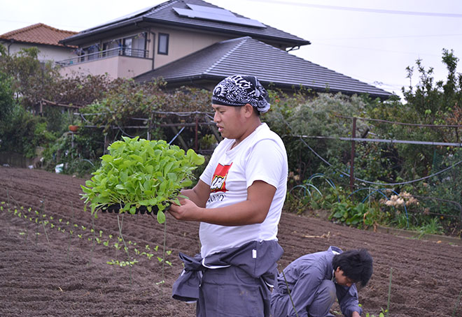 成長しすぎた白菜の苗