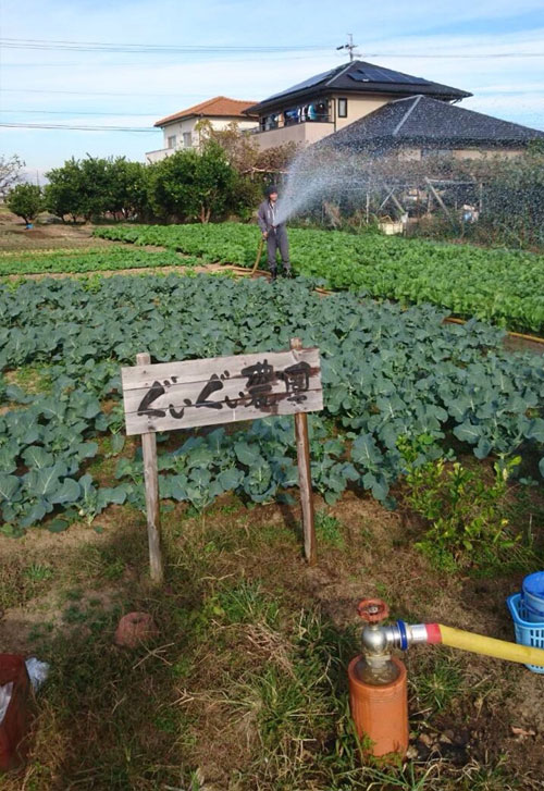 ぐいぐい農園の緑が半端なく嬉しい