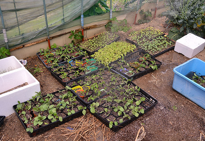 他の苗もぐいぐい成長中！植えるのが楽しみですね。