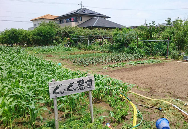 暖かくなってきたのでとうもろこしの苗もぐいぐい成長してくれました！