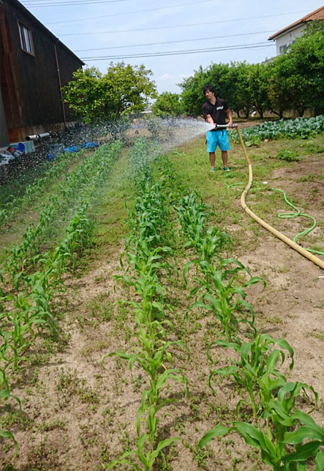 水もたっぷり与えていきます♪みずみずしく育って欲しいですからね♪