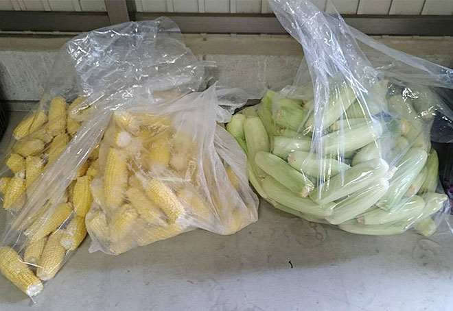 とうもろこし-販売するために野菜を収穫