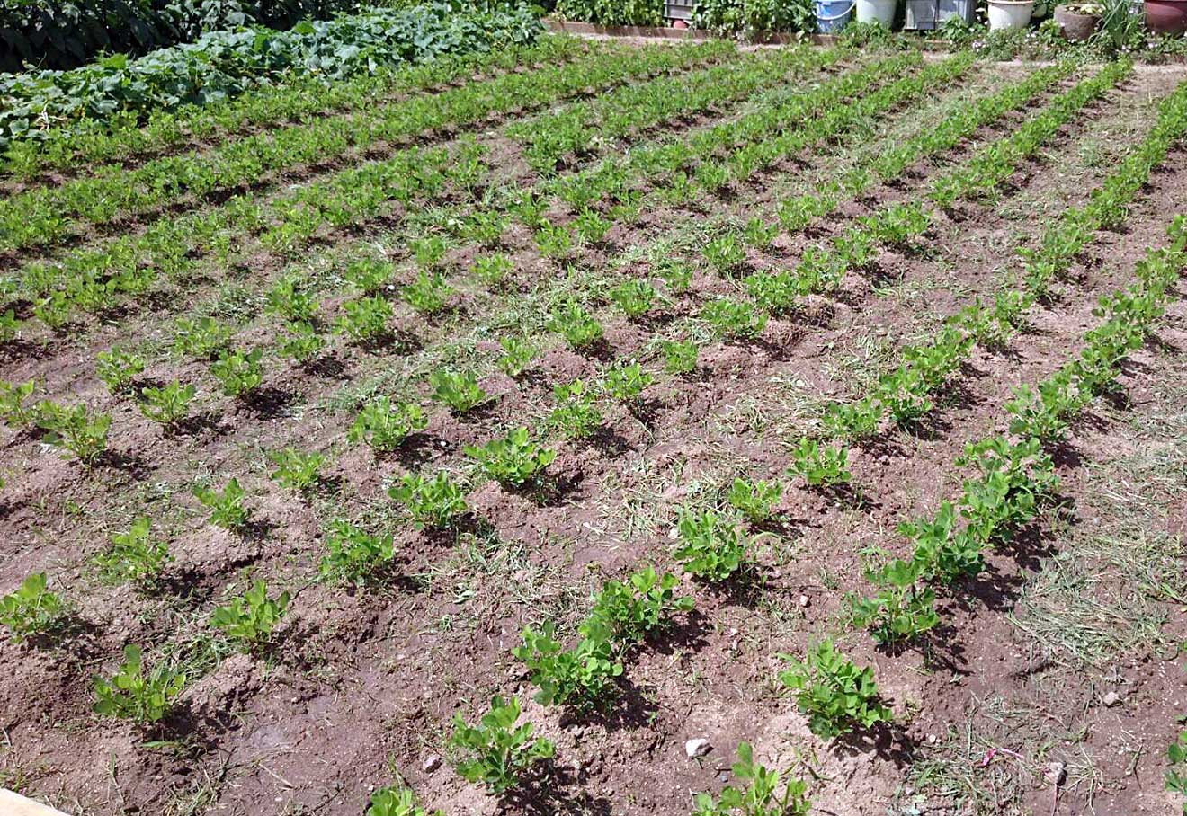 そこで定期的に草取りを行います!