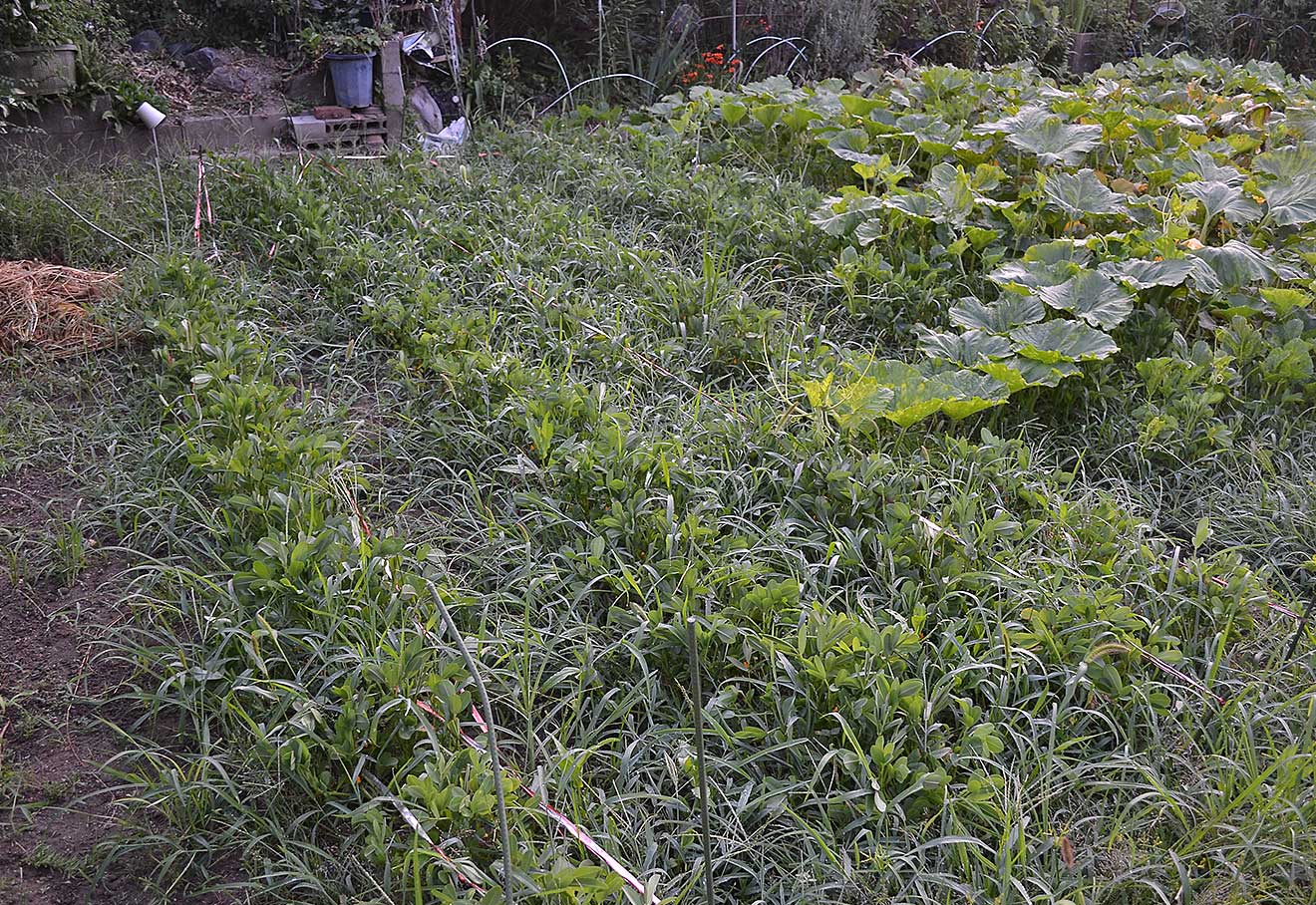 こんな感じで、草がぼーぼーに生えてきてしまいます。