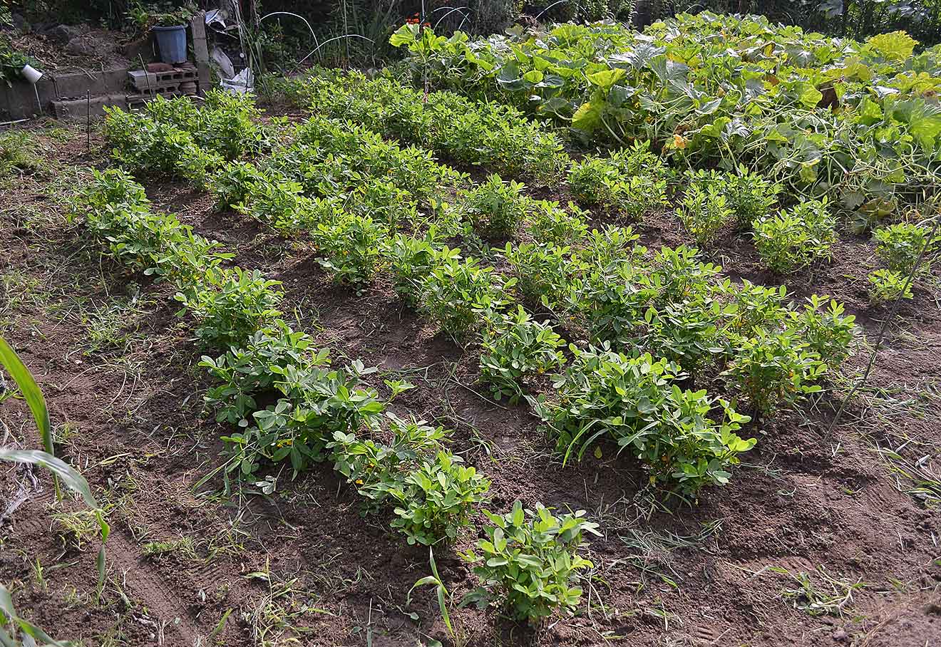 夏場は特に雑草が元気ですので、その繰り返しでした。。