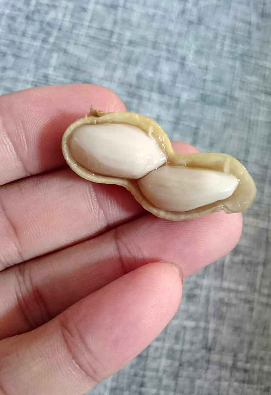 ぐいぐい農園の落花生は、身も<p>ぷりっぷりでぎっしり詰まってます！” width=”454″ height=”660″/></p><p>&nbsp;</p><p>しかもこれが食べだすと止まらなくなるんですよ！（笑）<br
/>
自分たちで育てて、収穫して、調理して食べる！<br
/>
農業の醍醐味ですね！</p><p><img
src=